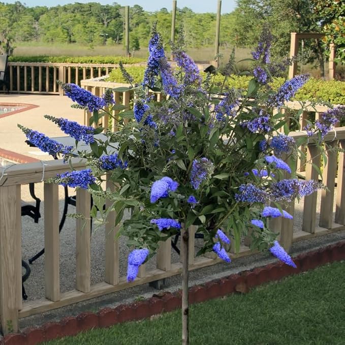 Light Blue Butterfly Bush Live Shrub Plant Shrub, Buddleia Bush Well Rooted, 5 to 10 Inc Tall
