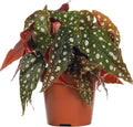 Polka Dot Begonia - 3 Live Starter Plants - Begonia Maculata - Colorful Beautiful Foliage Indoor Air Purifying Houseplant