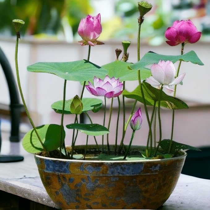 12pcs Bowl Lotus Seeds for Planting - Bonsai Lotus Seeds, Water Lily Flower, Aquatic Plants, Ideal for Ponds, Non-GMO Home Garden Plant Seeds, Flowering Aquatic Bonsai