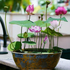 15pcs Bowl Lotus Seeds for Planting - Bonsai Lotus Seeds, Water Lily Flower, Aquatic Plants, Ideal for Ponds, Non-GMO Home Garden Plant Seeds, Flowering Aquatic Bonsai