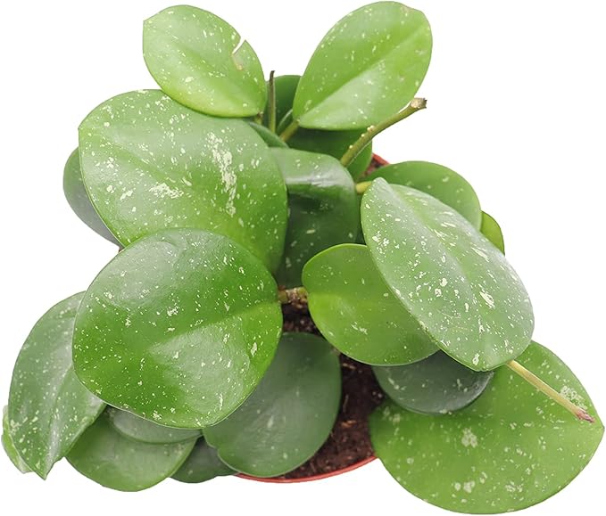 Hoya Obovata Splash - 6'' from California Tropicals