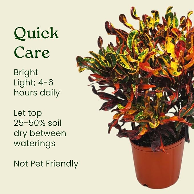 Croton Mammy - 16" to 20" Overall Height - Live Variegated Plant - Tropical Plants of Florida (Plant in Growers Pot)