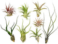 Live Air Plants - 8 Pack Assorted Tillandsia Collection - Easy Care Indoor Houseplants with 30 Day Guarantee