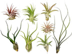 Live Air Plants - 8 Pack Assorted Tillandsia Collection - Easy Care Indoor Houseplants with 30 Day Guarantee