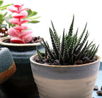 Volcanic Rock for Plants. Black Lava Rock. 1/5 Inch - 2 lbs for Potting Soil, Succulents, Pots, Plants, Indoor, Crafting, Vase Fillers (Mini (0.2 Inch), Horticultural - Black Lava, 2)