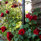 Velvet Red Black Climbing Rose Live Plant, Can Grow As Rose Bushes Shrubs, Fragrant Ready to Plant, Starter Size, 5 to 10 Inc Tall, Dormant in Winter