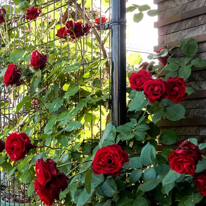 Velvet Red Black Climbing Rose Live Plant, Can Grow As Rose Bushes Shrubs, Fragrant Ready to Plant, Starter Size, 5 to 10 Inc Tall, Dormant in Winter