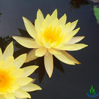 Live Water Lily Tuber Nymphaea Pinvaree Yellow Hardy Aquatic Plants for Aquarium Freshwater Fish Pond Flower Garden