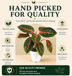 Agloanema Garnet House Plant, Chinese Evergreen Live Plant for Indoor Spaces, Colorful Aglaonema Live Plant, Feng Shui Plants Live Houseplants for Good Luck