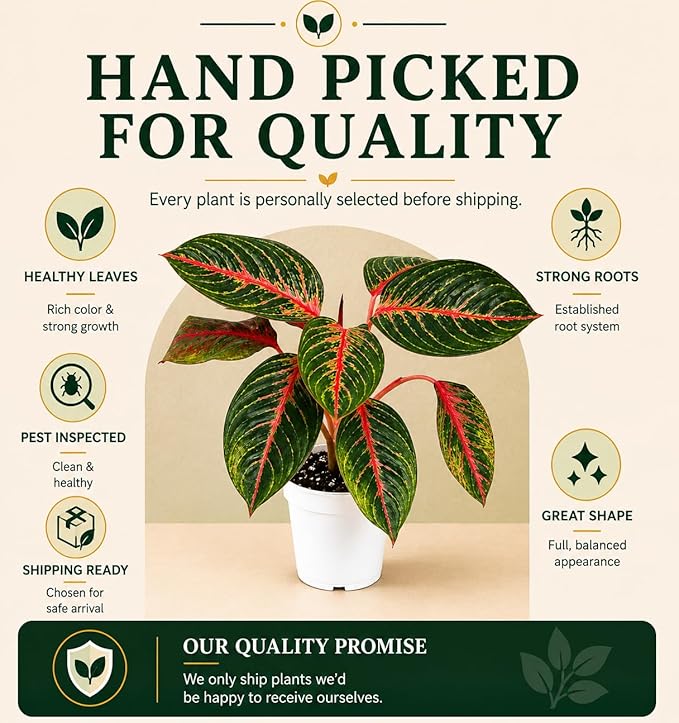 Agloanema Garnet House Plant, Chinese Evergreen Live Plant for Indoor Spaces, Colorful Aglaonema Live Plant, Feng Shui Plants Live Houseplants for Good Luck