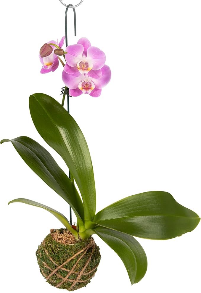Better-GRO 19” Hanging Kokedama with Phalaenopsis Orchid – Indoor/Outdoor Planter- Purple