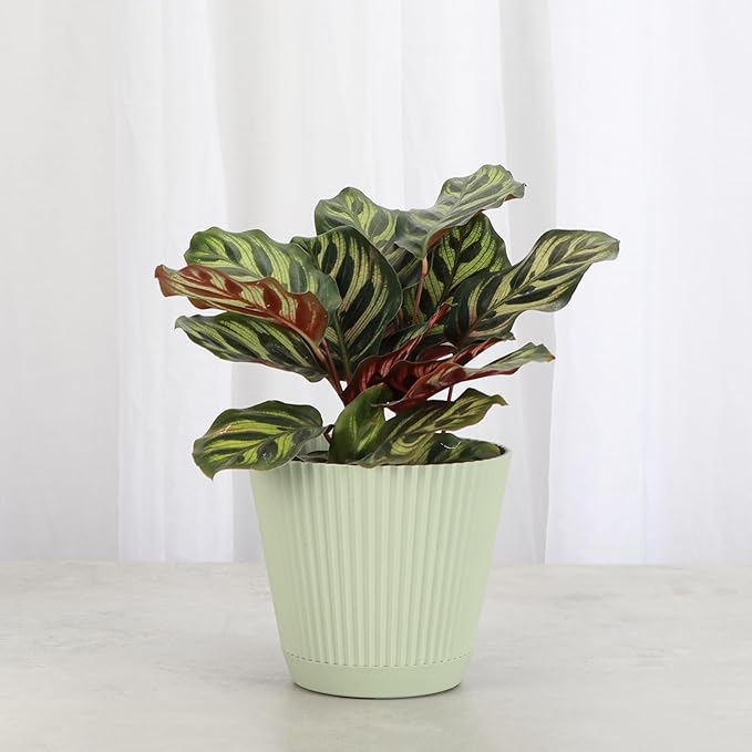 Thorsen's Greenhouse Peacock Calathea, Live Indoor Plant, Safe for Pets, Colorful Foliage, Rare Variety, Peacock Plant, 4" Diameter (Sage)