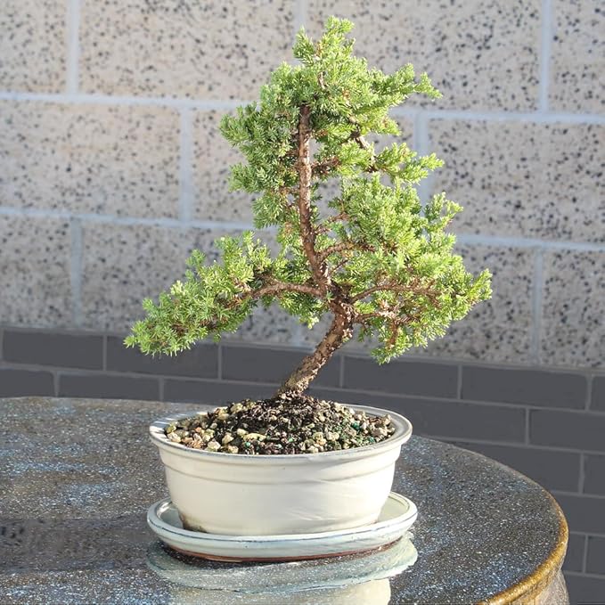 Brussel's Bonsai - Live Green Mound Juniper Bonsai Tree with White Ceramic Tray, Outdoor Bonsai Tree Live Plant, Easy Care Evergreen Bonsai for Patio Garden Decor