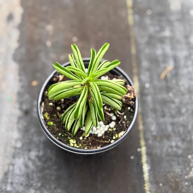 Peperomia Fire Sparks Live Plant | Pet Safe Starter House Plants | Rare Houseplant Gifts | Indoor Outdoor Houseplants | Tropical Garden Gift (Heat Pack Included)