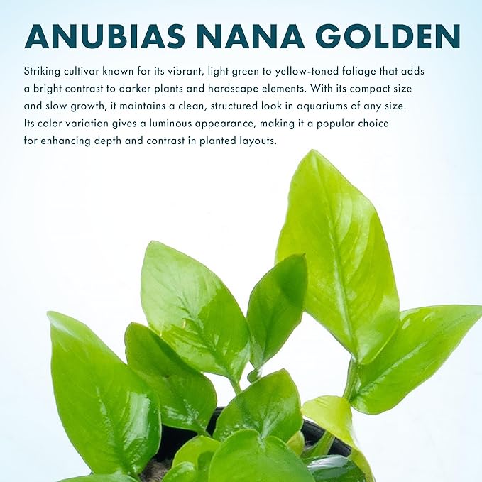 SubstrateSource Anubias Live Aquarium Plants - Potted Freshwater Plant for Fish Tanks, Terrariums - Beginner Friendly Low Light (Nana Golden, 3 Pots)