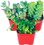 Succulents Plants Live (3-Pack) 2" Hanging Plants Starter Pack, Live Succulent Plants Fully Rooted in Planter Pots with Succulent Soil Mix by The Succulent Cult (3 Pack)