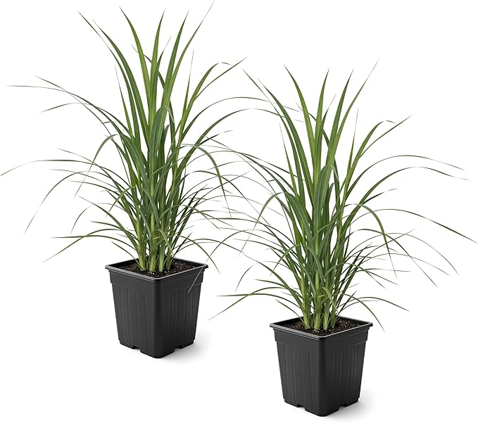 Live Ornamental Pampas Grass (Cortaderia selloana) - Assorted Pink and White (2 Pack) - Perennial Accent Plant - 10" Tall by 5" Wide in 1.5 Qt Pot