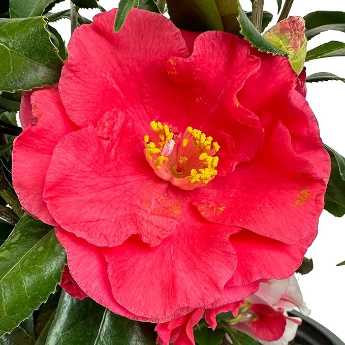 Blooming & Beautiful - Lady Vansittart Camellia - 3 Gal - Evergreen Shrub - Multi-Colored Blooms Pink Red White Splashes - Zones 7-9 – Camellia Japonica ‘Lady Vansittart’ - 3 Gallon Pot