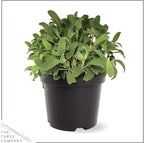 Live Aromatic and Edible Herb - Sage (4 Per Pack), Supports Memory and Brain Health, 8" Tall by 4" Wide in 1 Pint Pot
