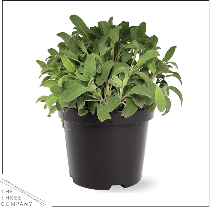 Live Aromatic and Edible Herbs - Assorted Varieties (4 Per Pack) - Lemon Verbena, Eucalyptus, Mint, Lavender - 6" Tall by 3" Wide in 1 Pint Pot