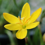 Chalily Yellow Rain Lily, a Great Live Pond Plant for Your Water Garden. Filters The koi and Goldfish Pond. Good for Bogs, Plant Shelf or Shallow Water This marginal Aquatic is a Real Beauty