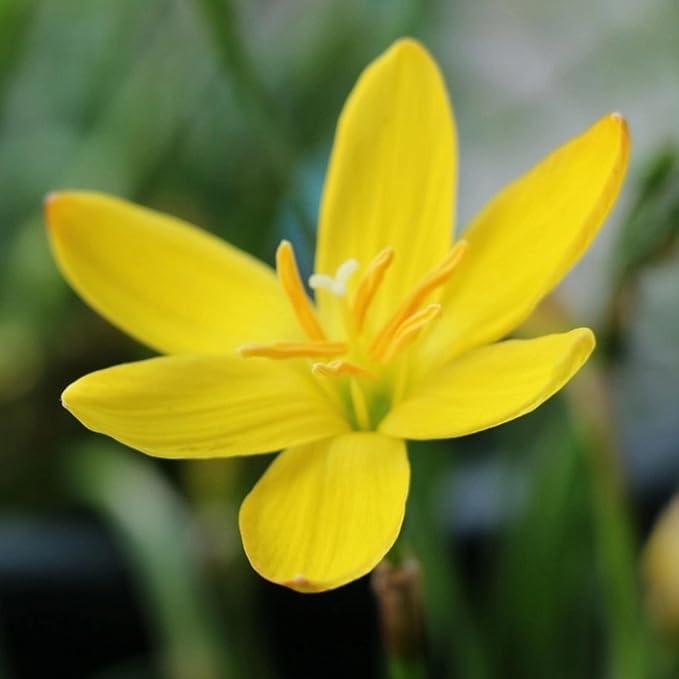 Chalily Yellow Rain Lily, a Great Live Pond Plant for Your Water Garden. Filters The koi and Goldfish Pond. Good for Bogs, Plant Shelf or Shallow Water This marginal Aquatic is a Real Beauty