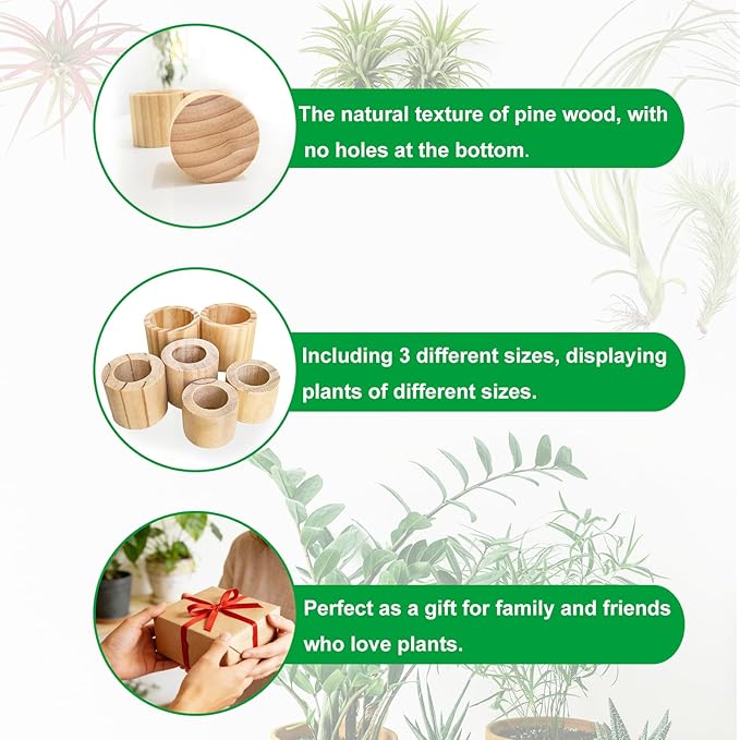 Belit 6 Pcs Air Plant Holder, 3 Sizes Wooden Air Plants Live Holders for Home Decor (NO Plant Included)