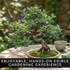Blueberry Bonsai Tree Seedling – 1 Year Old Live Plant, Well Rooted Fruit Bearing Shrub for Container Growing, Edible Bonsai Starter for Patio, Indoor or Outdoor Gardening