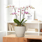 Ceramic Flower Pots, 8 Inch Plant Pot with Drainage Hole and Saucer, Modern Planters for Indoor Plants, Round Indoor Pots for Plants, Office Home Decor, Plant Lover Gifts, Cream White