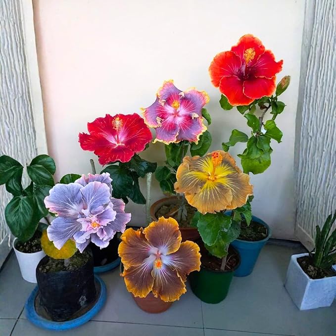 3 Hardy Hibiscus Plants Live, Well Rooted Hibiscus Flower 4-7'' Tall, Flowering Shrub for Garden or Containers Planting (Mix)