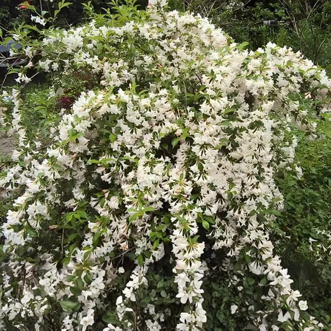 White Weigela Live Plant, Spring Blooming Shrub in 4” Pot, Hardy Perennial Flowering Bush for Garden Borders, Cold Hardy, Dormant in Winter