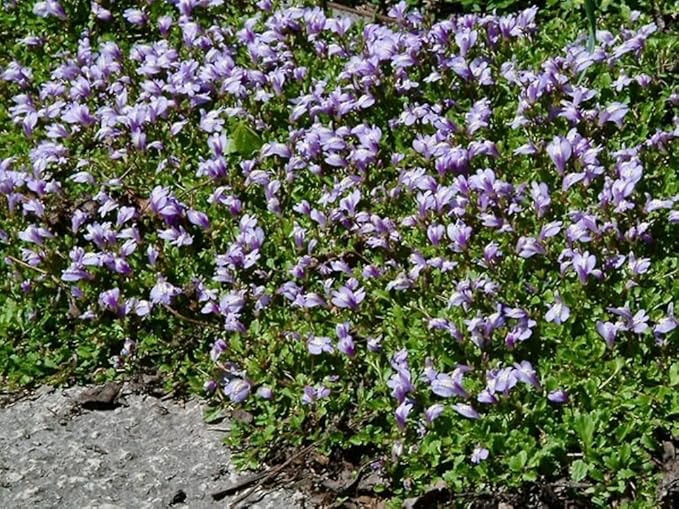 RedCrocus Creeping Mazus Mazus reptans 'Blue' | Ground Cover, Border Plant, Rock Garden | Evergreen, Pollinator Attractant, Pet Safe 1 Quart