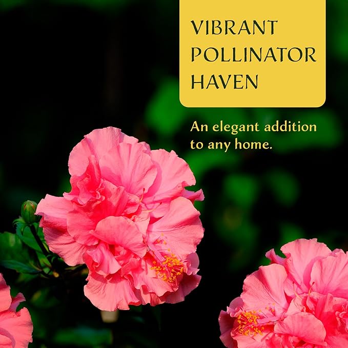 4 Kona Hibiscus | Live Plants in 2.5-inch Nursery Cubes | Hibiscus rosa-sinensis Hybrid Variety | Tropical Evergreen Floral Shrub | Large Pink Double-Blossom Flowers for Home and Garden