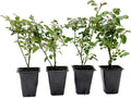 4 Pink Carpet Rose in 3.5” Nursery Cubes (Rosa ‘Flower Cover Pink’) | Low-Growing Groundcover Rose Shrub for Borders, Containers, and Mass Plantings | Ready-to-Plant Live Starter Plants