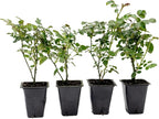 4 Pink Carpet Rose in 3.5” Nursery Cubes (Rosa ‘Flower Cover Pink’) | Low-Growing Groundcover Rose Shrub for Borders, Containers, and Mass Plantings | Ready-to-Plant Live Starter Plants