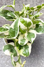 RedCrocus Pearls and Jade Pothos- Indoor Plant with Variegated Green and White Foliage, Air-Purifying, Easy Care, Pet Warning, Hanging & Wall Garden Suitable 8" Hanging Basket