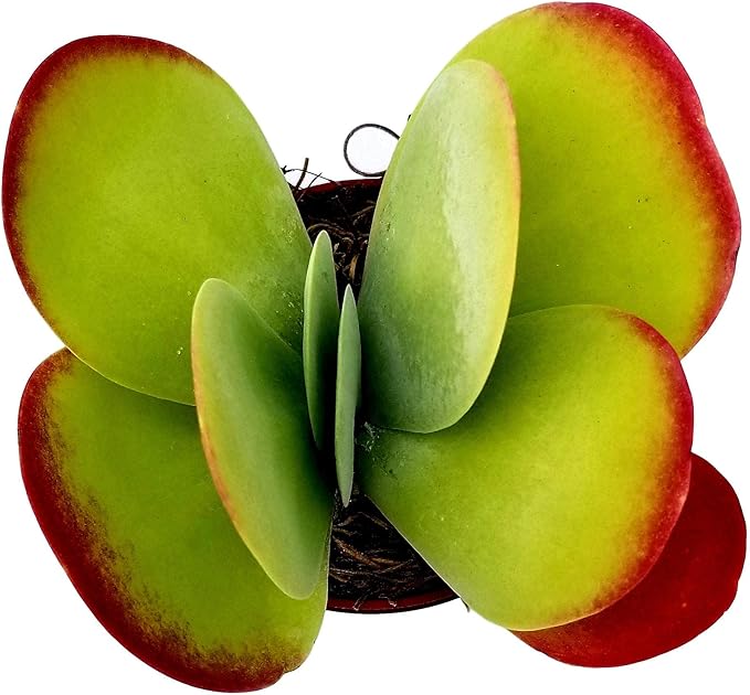 Kalanchoe Paddle Plant - Unique Flapjack Succulent with Vibrant Foliage - Drought-Tolerant Indoor/Outdoor Beauty for Your Home or Garden