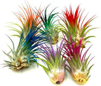 ragnaroc Air Plants - Tillandsia Ionantha, Regular 2-3" - 1ct - Organically Enhanced Color - Live Arrival Guaranteed - House Plants for Home Decor & Gift, Lavender