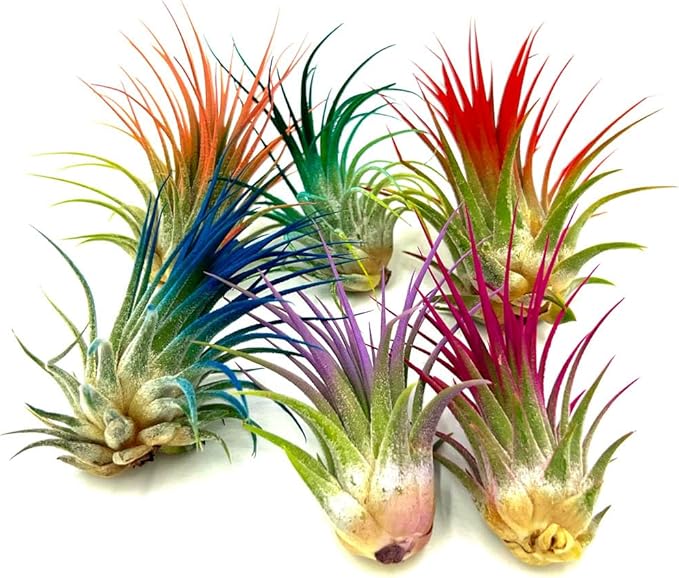 ragnaroc Air Plants - Tillandsia Ionantha, Regular 2-3" - 1ct - Organically Enhanced Color - Live Arrival Guaranteed - House Plants for Home Decor & Gift, Lavender