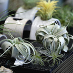Artificial Flocking Tillandsia Air Plants Faux Succulents Bromeliads for Indoor/Outdoor Garden and Home Decor, Terrarium Decorations, Arrangements, Office, and Displays (2, Mini Small)
