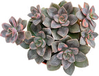 Sprout N Green 4in Echeveria Chroma, 1 Pack Rare Live Mini Succulent Plant Fully Rooted in Pot, Real House Plant for Indoor Outdoor Home Office Wedding Decoration DIY Projects Party Favor