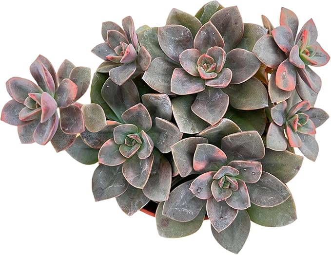 Sprout N Green 4in Echeveria Chroma, 1 Pack Rare Live Mini Succulent Plant Fully Rooted in Pot, Real House Plant for Indoor Outdoor Home Office Wedding Decoration DIY Projects Party Favor