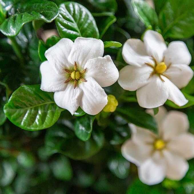 2 Gallon Southern Living Plant Collection Gardenia Diamond Spire Shrub