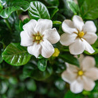 2 Gallon Southern Living Plant Collection Gardenia Diamond Spire Shrub