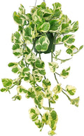 Pothos N'joy (6 inch) - Air-Purifying Houseplants - 4/6 inch Unique Live Decorative Houseplants - Low-Maintenance Indoor Plants, House Warming Gift, Natural Air Purifier