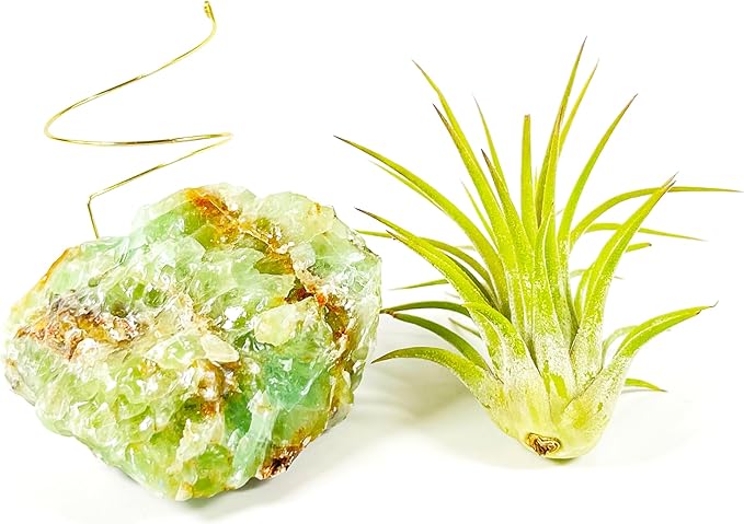 Small Green Calcite Geode Crystal Air Plant Holder Includes Healthy Live Air Plant Gift Box - Zen Plant Decor for Crystal and Plant Lovers