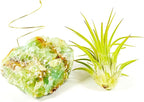 Small Green Calcite Geode Crystal Air Plant Holder Includes Healthy Live Air Plant Gift Box - Zen Plant Decor for Crystal and Plant Lovers
