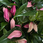 Anthurium (12"-14" Tall) Unique and Gorgeous Live Indoor Plant, Easy Care and Easy to Grow, Bloom Plant, 4 inch Pot (Zizou Purple)
