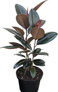 Burgundy Rubber Plant, 8 inch Pot, Live Indoor Ficus Elastica Tree, 2-3 Feet Tall