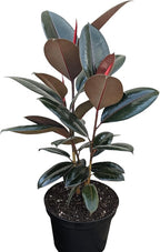 Burgundy Rubber Plant, 8 inch Pot, Live Indoor Ficus Elastica Tree, 2-3 Feet Tall